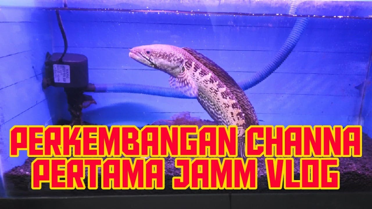 PERKEMBANGAN IKAN CHANNA AURANTI JAMM VLOG - YouTube