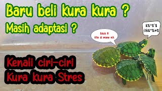 Tanda kura kura brazil stres masa adaptasi, kura kura tidak mau makan ! | #25
