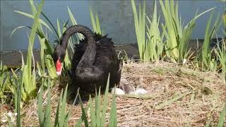 One swan for two nests / Лебедь двугнездочный