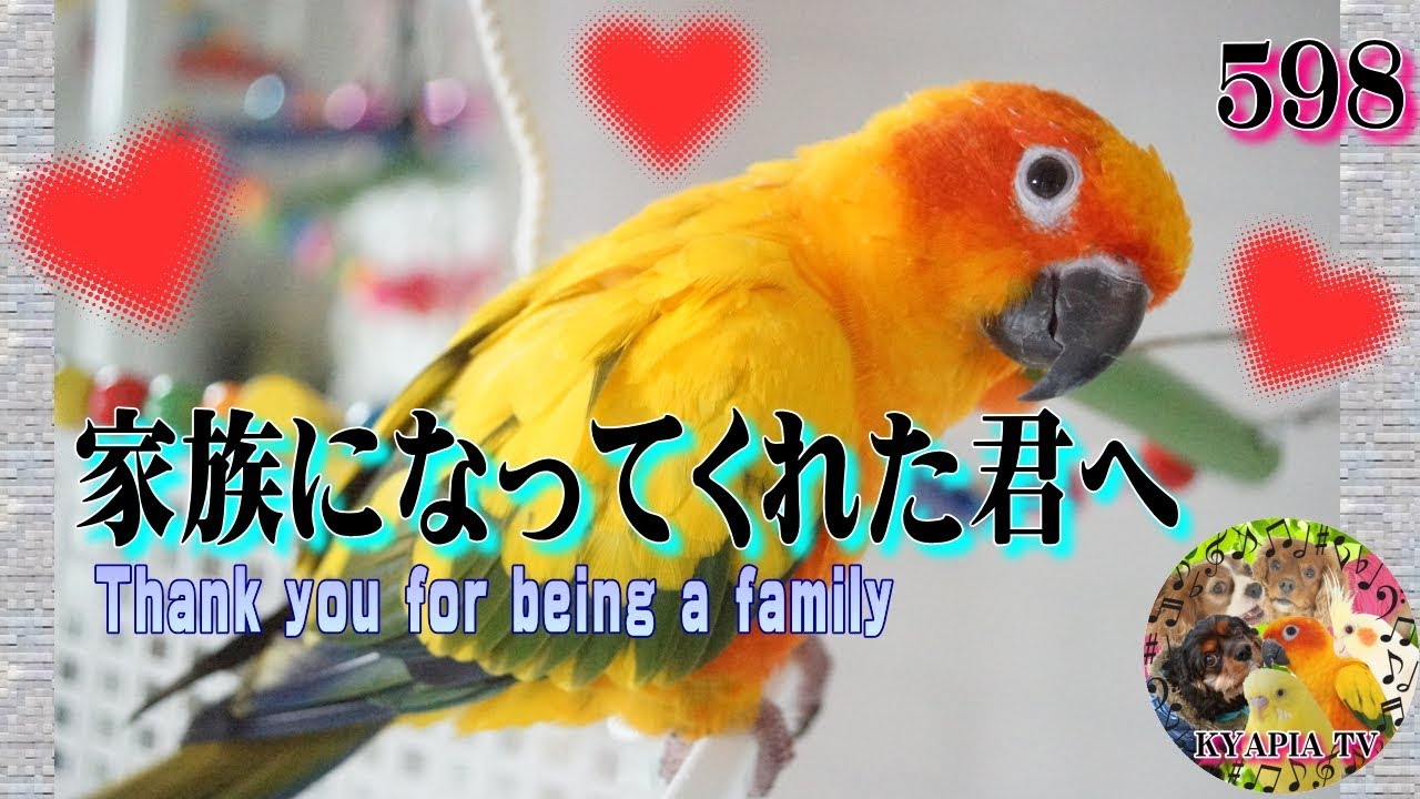 小鳥 インコの鳴き声 うるさい呼び鳴き対策 しつけ 騒音問題解決法 セキセイインコ オカメインコ コガネメキシコインコ How To Quiet A Bird Pet Bird 962 Youtube