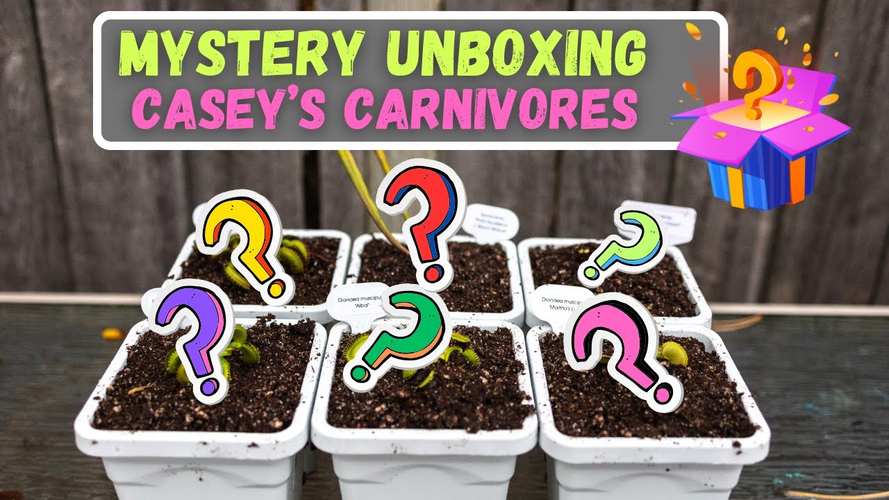 Mystery Venus Flytrap & Sarracenia Pitcher Pitcher Unboxing From Casey's Carnivores