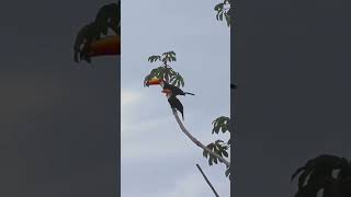 TUCANO TOCO  #birds #avesbrasil #aves #shorts