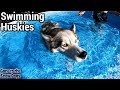 Husky Gets NEW Pool | Husky Swimming in the Pool Party