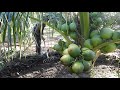 How To Fertilizer Coconut That Have Fruit | Gain More Fruit For Big Coconut