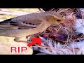 house-sparrow bird sees baby dead#bird