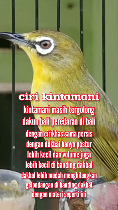 pleci dakbal kintamani