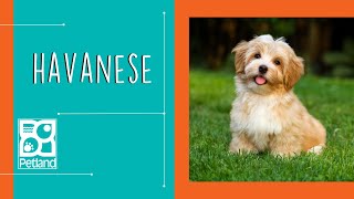 Havanese Fun Facts