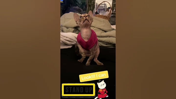 Video 10034011: cat sphynxcat funnycat, sphynxcat cutecat cat, cat funny munchkincat