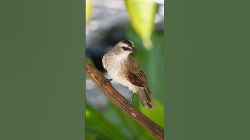 Burung Trucukan Aviary Depan Rumah