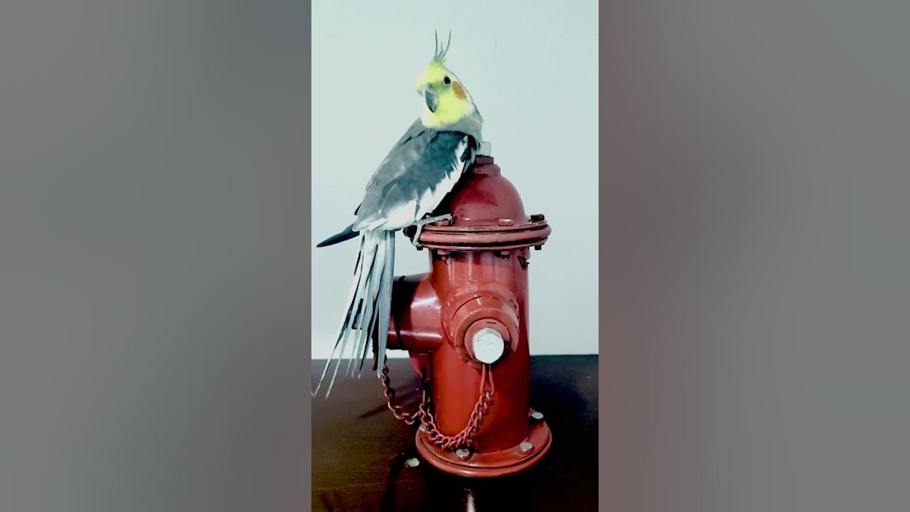 ⚡ FUNNY COCKATOO RISING ON fire hydrant short YouTube