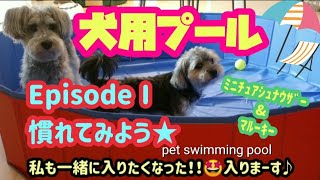 【犬用プール】に慣れてみよう♪ミニチュアシュナウザー&マルーキー　次回予告あり！！