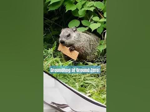 Groundhog Staring While Feeding! #groundhog #creation #yah - YouTube