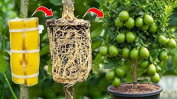 🌿I Used Banana Power to Grow a Lemon Tree in 1 Month🍌