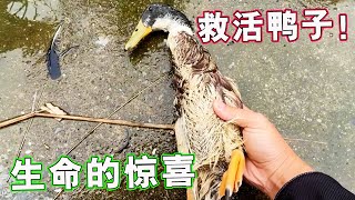 The duck, which had been drenched in the rainstorm for a day and a night, came back to life!