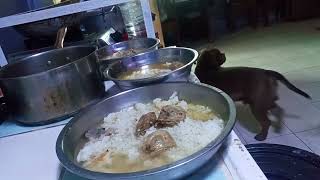 How do I prepare meals of  American Bully (budgetmeal) #americanbully #viralvideo #viral #dog