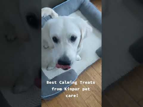 Videó: Milyen gyakran adhatok nyugtató rágót a kutyámnak?