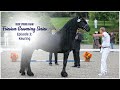 Iron spring farm friesian grooming series ep 3 fhana keuring