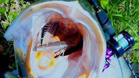 Câu cá Chẽm - Cà Mau - #12 - Lure cá Chẽm Vược trong đầm tôm - Barramundi Fishing