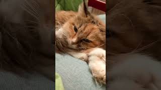 Пробудь в молчании, одна с своею думой:) Весь этот долгий день - он твой! Кошка Подушка и Ренье.