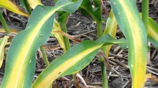 Identify key nutrients deficiencies to correct issue