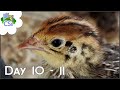 Raising Celadon / Coturnix Quail Chicks - Day 10-11 - So Many Feathers!