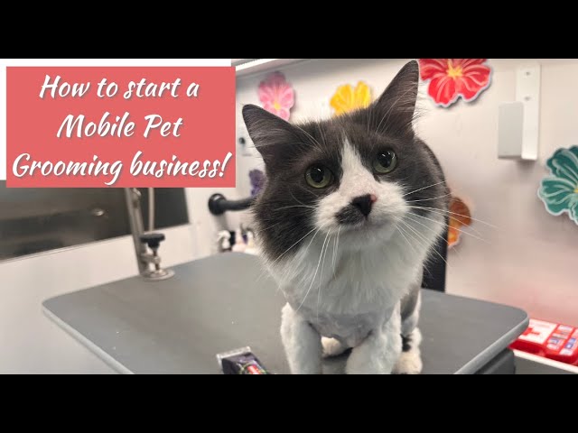 How to Start a Cat Grooming Business: Ultimate Guide for Success