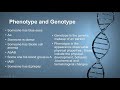 110 introduction to genetics genotype phenotype pleiotropy polygenic
