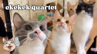 ekekek quartet puts on quite the show || ekekekkekkek