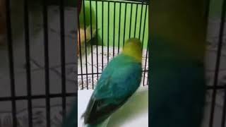 Opaline Love Birds.........!!😊#birds #breedingpair #parrot #viral #lovebirds #lovebirdsfarming #love