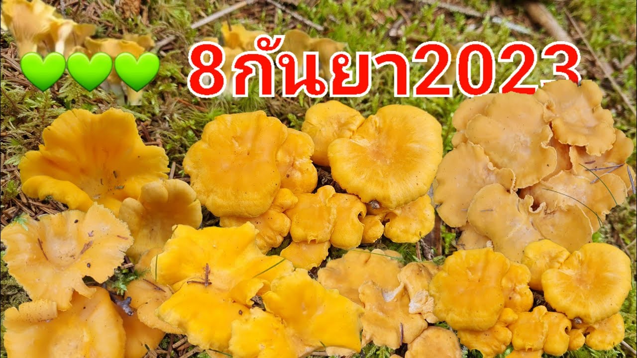 เห็ดเหลืองสีทองเป็นแพเหลืองเต็มป่า🍄🍄เก็บแป๊บเดียวเต็มถังอะไรจะเยอะขนาดนี้#มันเห็ดของจริงใช่มั้ยทุกคน