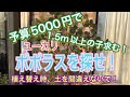 【ガーデニング】【ユーカリポポラス】予算にあったユーカリポポラスを探しあてました！植え替えのポイントは土！？【植え替え】