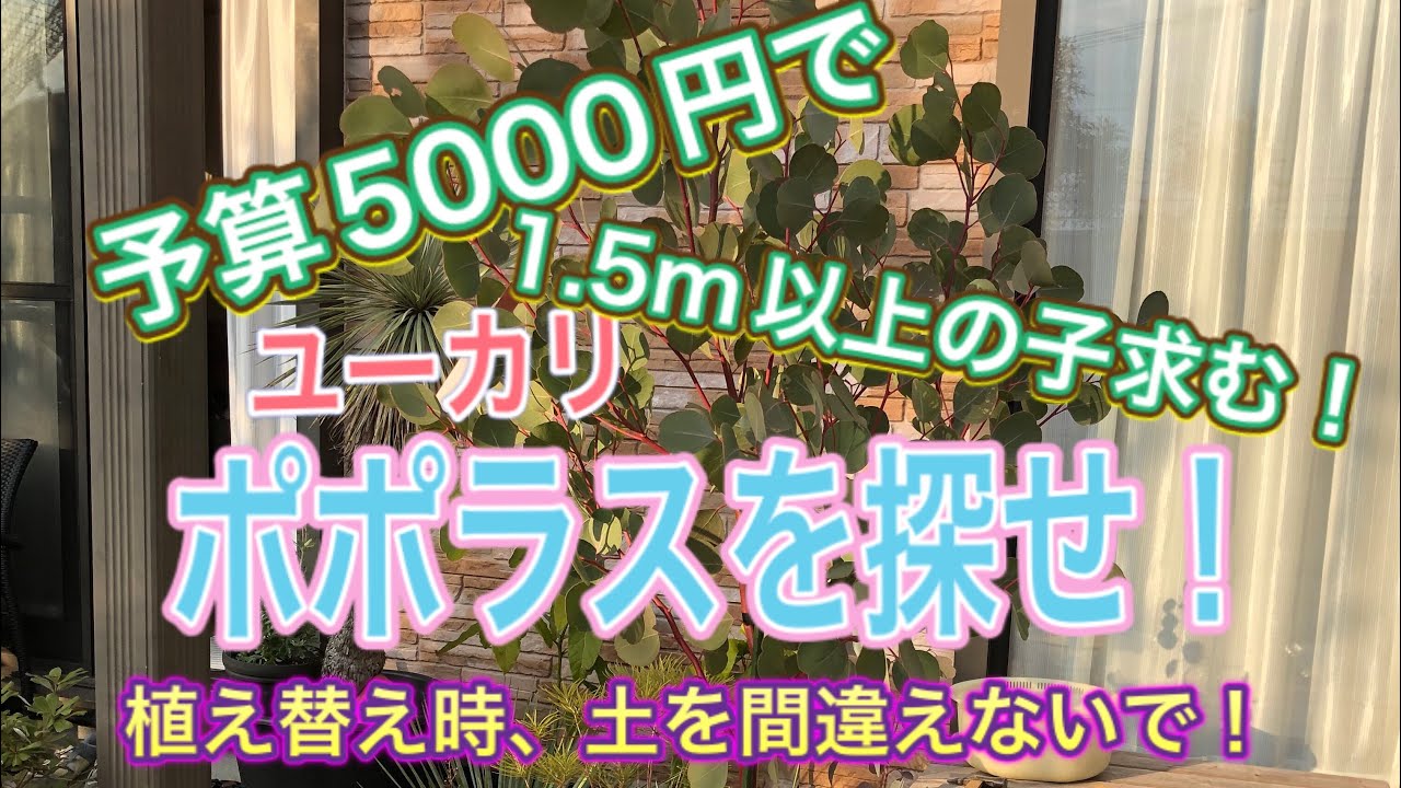 ガーデニング】【ユーカリポポラス】予算にあったユーカリポポラスを