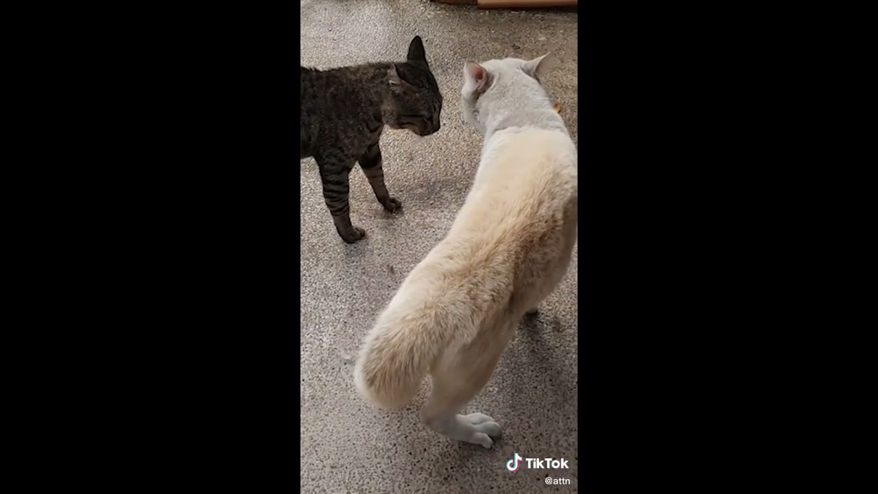 How To Tell If A Cat Is Playing Or Fighting 