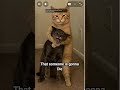 someone made my best friend cry #cat #catmemes