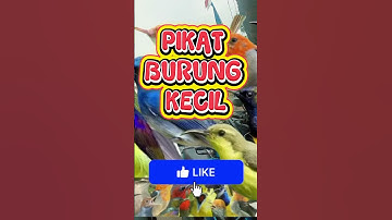 🔴PIKAT BURUNG KECIL🔴 Paling ampuh 99% anti zonk wajib dicoba (Tanpa iklan)