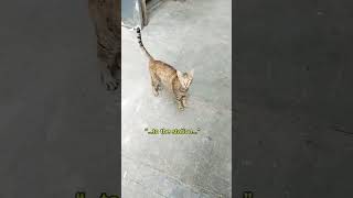 This Stray Cat Suddenly Started Following Me