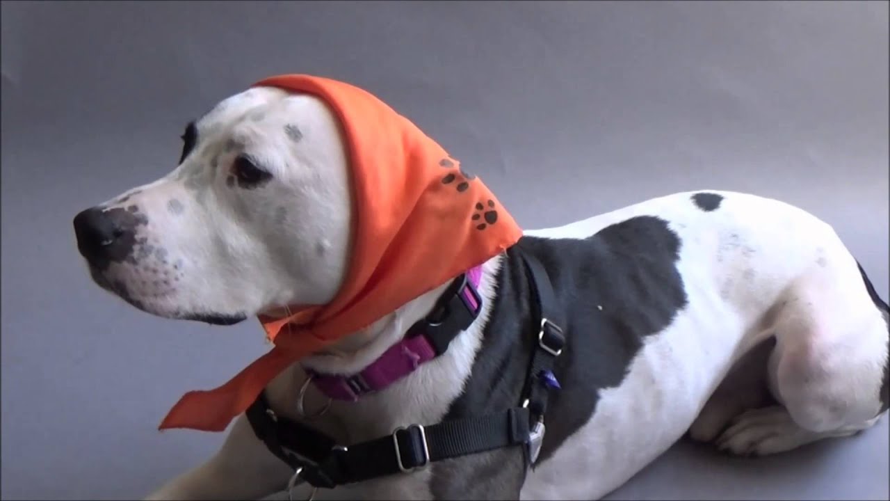 Neeners San Francisco Animal Care &amp; Control YouTube