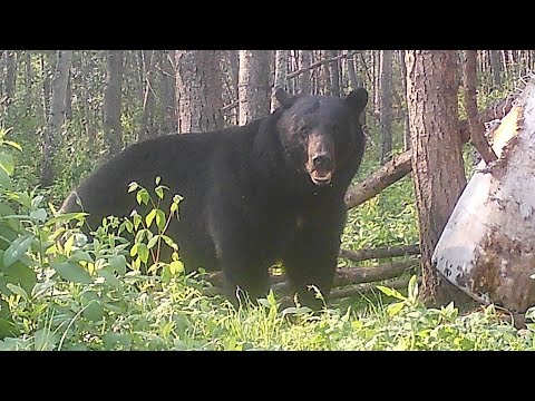 7MM VS 460 POUND MONSTER BEAR