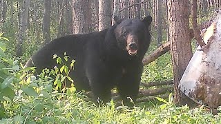 7MM VS 460 POUND MONSTER BEAR