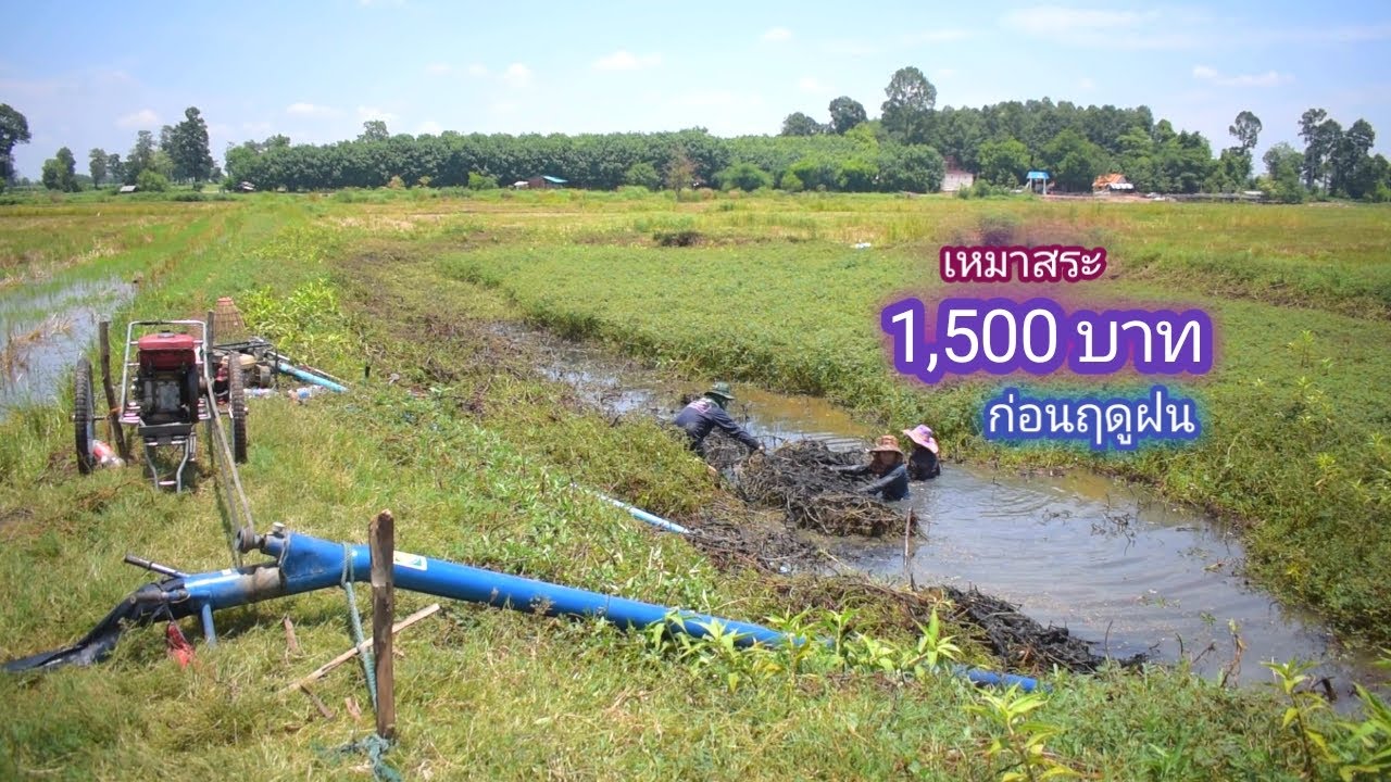 เหมาสระ 1,500 บาท หมายลุ่มน้ำ รกจนไม่มีใครกล้าซื้อ เเต่กับคุ้มเกินคาด(เหมาสระ ปี 1) / บ้านนอก EP.316