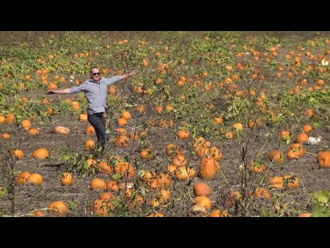 Lehner's Pumpkin Farm in Central Ohio named best pumpkin patch in the US