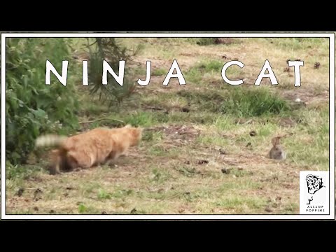 Ninja Cat Kills Rabbit