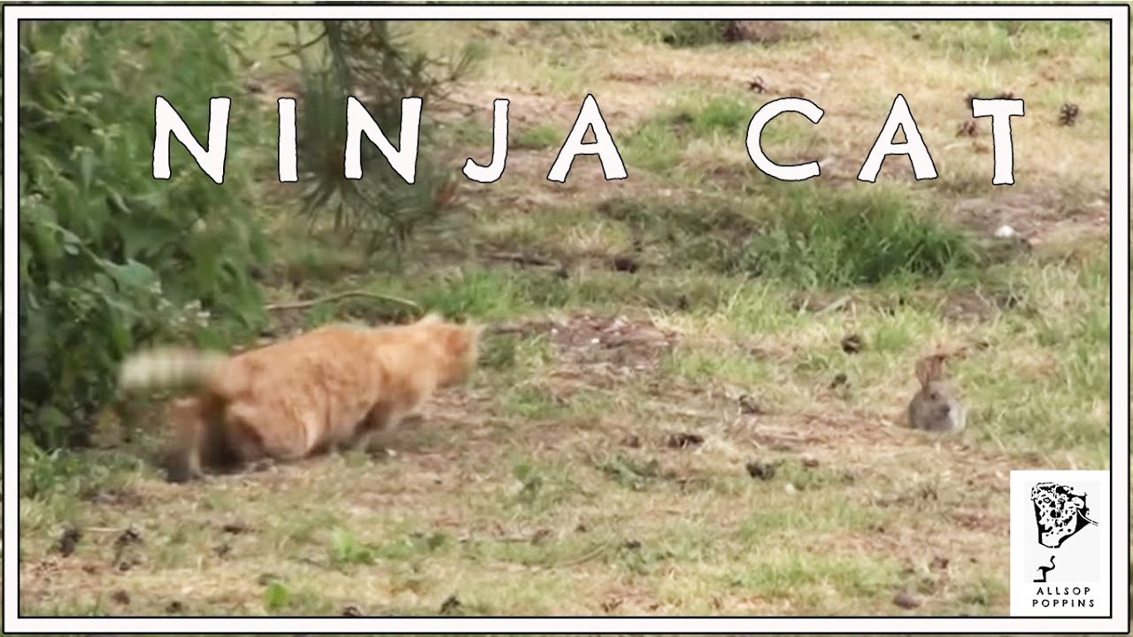Ninja Cat Kills Rabbit YouTube