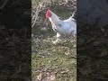 ПЕТУХ 🐓🐓🐓🐓🐓