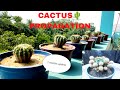 How to Easily  Propagate  Cactus Step-by-Step