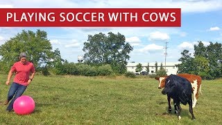 Cows playing soccer with their human friend