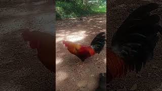 Download Lagu #Tandang. MP3