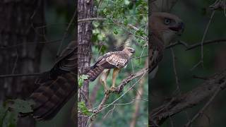 High Protein Diet #eagle #hawk #bird #birdwatching #jungle #safari #wildlife #satpuranationalpark