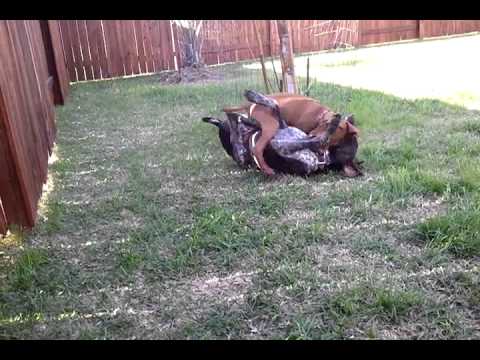 Vizsla Puppy And German Shorthair Pointer Youtube