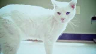 Clearfield SPCA